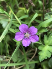 Geranium nepalense thunbergii