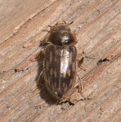 Heterocerus fenestratus