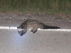 Paradoxurus musangus