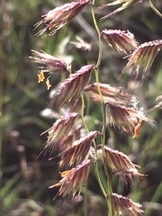 Bouteloua chondrosioides