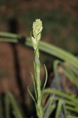 Polianthes tuberosa