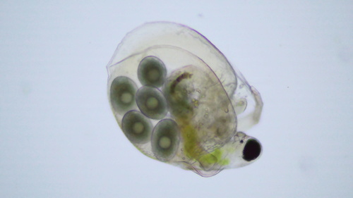 Ceriodaphnia reticulata