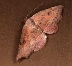 Laspeyria concavata