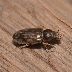 Heterocerus fenestratus