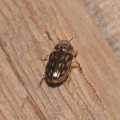 Heterocerus fenestratus