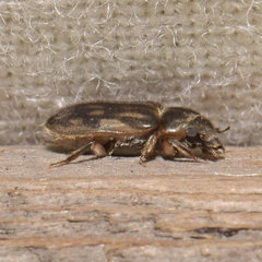 Heterocerus fenestratus