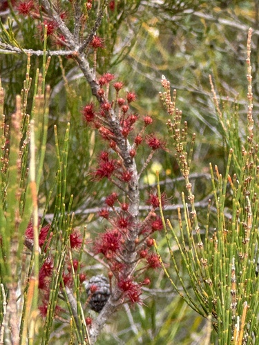 Allocasuarina emuina observed 2025-07-07