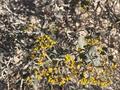 Eriogonum corymbosum nilesii