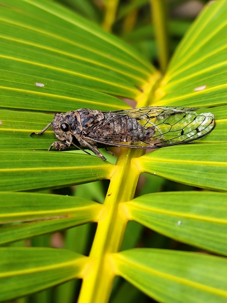 Terpnosia jenkinsi