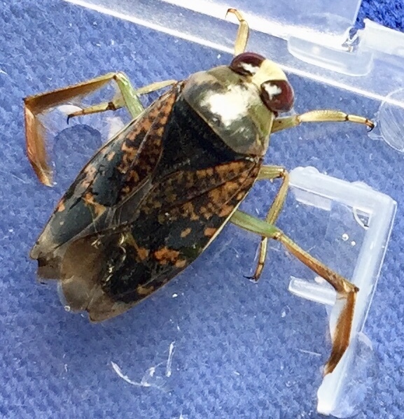 Notonecta irrorata