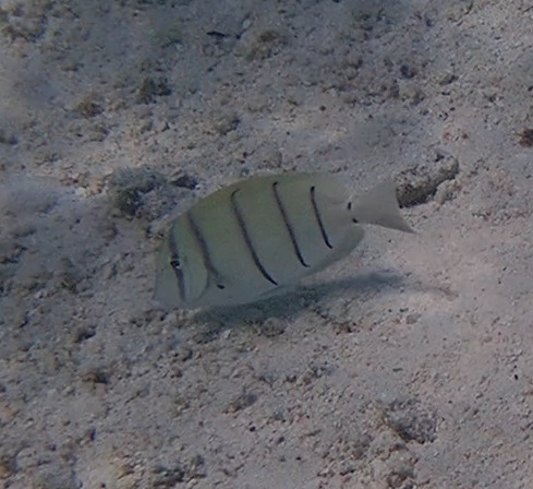 Convict Surgeonfish — seen at this dive site
