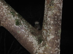 Paradoxurus musangus