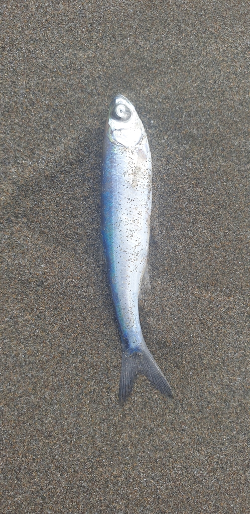 Caspian deepwater kilka (Clupeonella grimmi) — Clupeidae