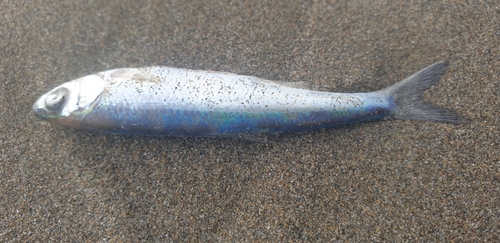 Caspian deepwater kilka (Clupeonella grimmi) — Clupeidae