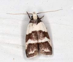 Eulechria triferella