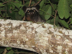 Paradoxurus musangus