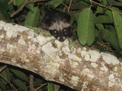 Paradoxurus musangus