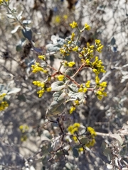 Eriogonum corymbosum nilesii