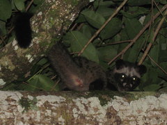 Paradoxurus musangus