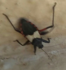 Microtomus purcis