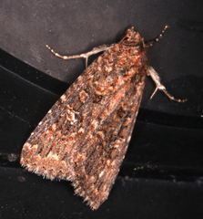Hypoperigea tonsa