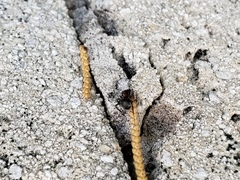 Image of Camponotus planatus