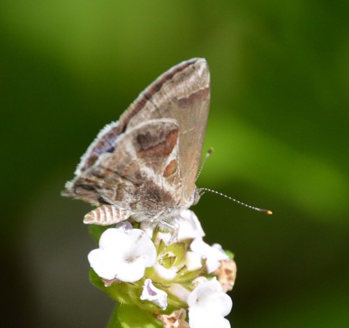 Lantana Scrub-Hairstreak