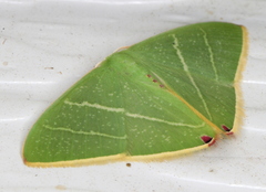 Urolitha bipunctifera