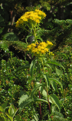 Solidago spithamaea