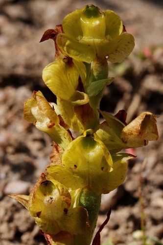 Image of Pterygodium afrum by (c) Karen Eichholz, some rights reserved (CC BY)