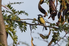 Parus major