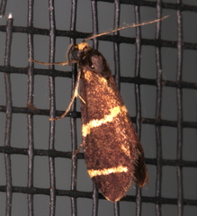 Lepidoscia punctiferella