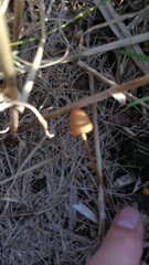 Fungi