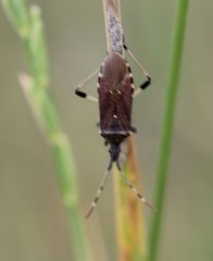 Dicranocephalus albipes