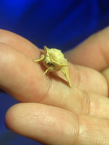 iNaturalist observation photo of Lappet Moths
