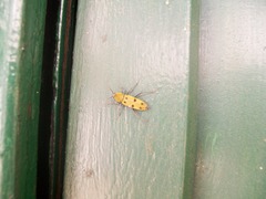 Chlorophorus glabromaculatus