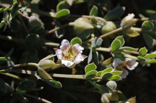 Image of White Twinleaf (Roepera sessilifolia) by (c) Karen Eichholz, some rights reserved (CC BY)