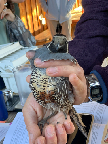 iNaturalist observation photo of California Quail