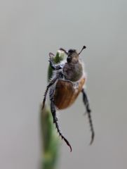 Chaetopteroplia segetum