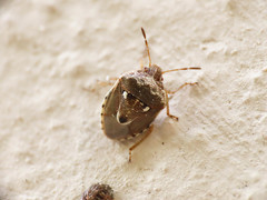 Stagonomus bipunctatus bipunctatus