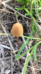 Fungi
