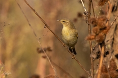 Phylloscopus trochilus