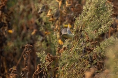 Phylloscopus trochilus