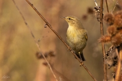 Phylloscopus trochilus