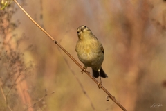 Phylloscopus trochilus