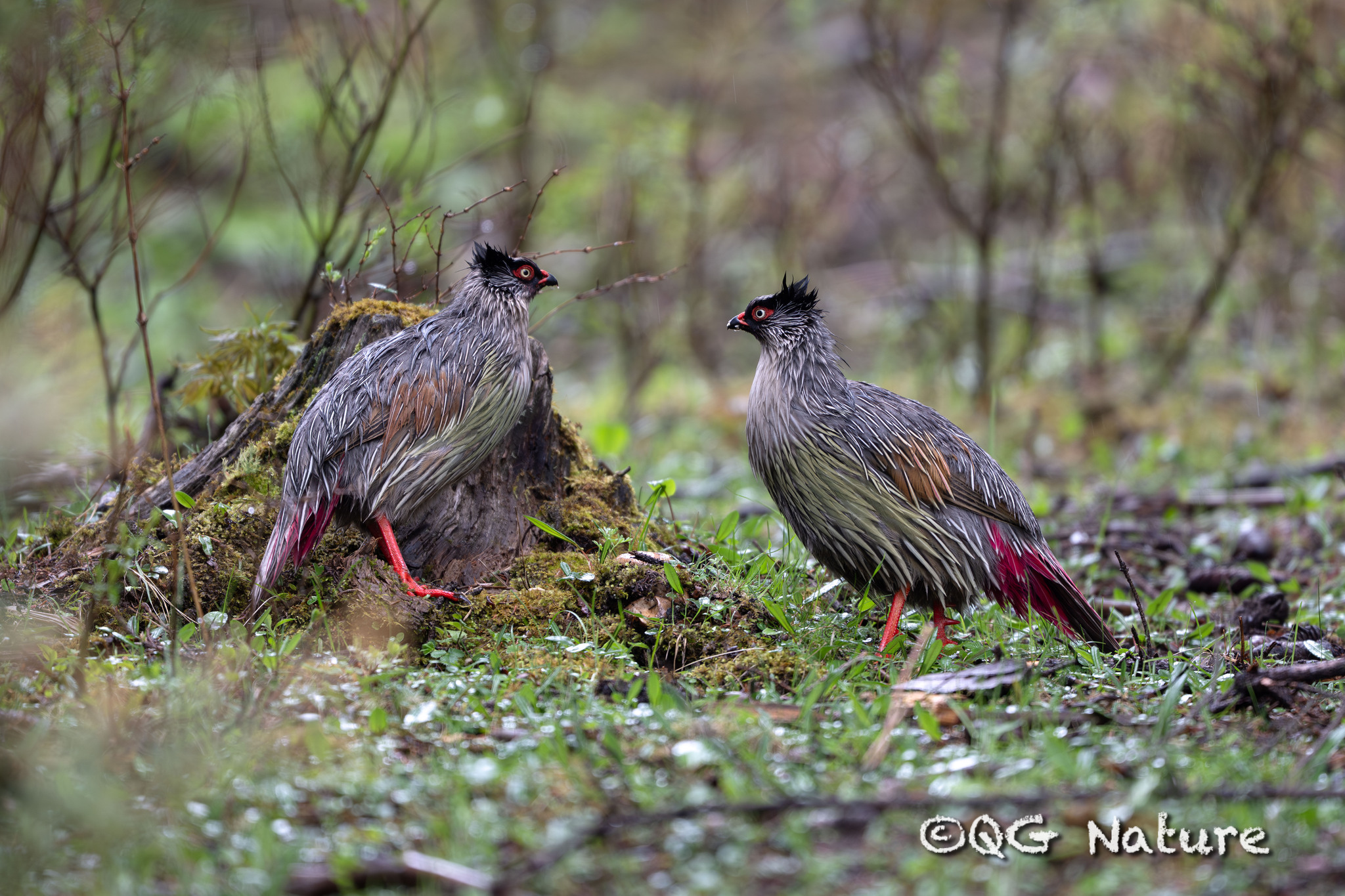 Blood Pheasant