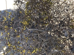 Eriogonum corymbosum nilesii
