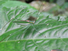 Engonia pistacina