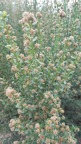 Baccharis pilularis