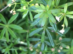 Galium mexicanum